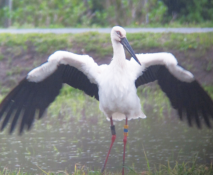 ２０１４年４月、有機米の圃場にコウノトリが飛来。