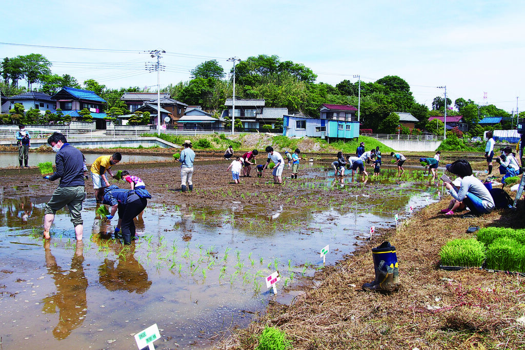 老若男女問わず、皆さん泥んこになって田植え体験中。秋には、今度は実りを刈り取る収穫体験が待っている