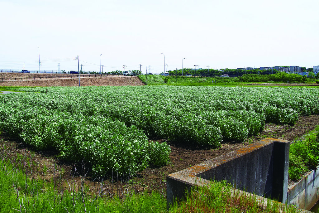 もうすぐ収穫期を迎える農業体験用のそら豆畑。