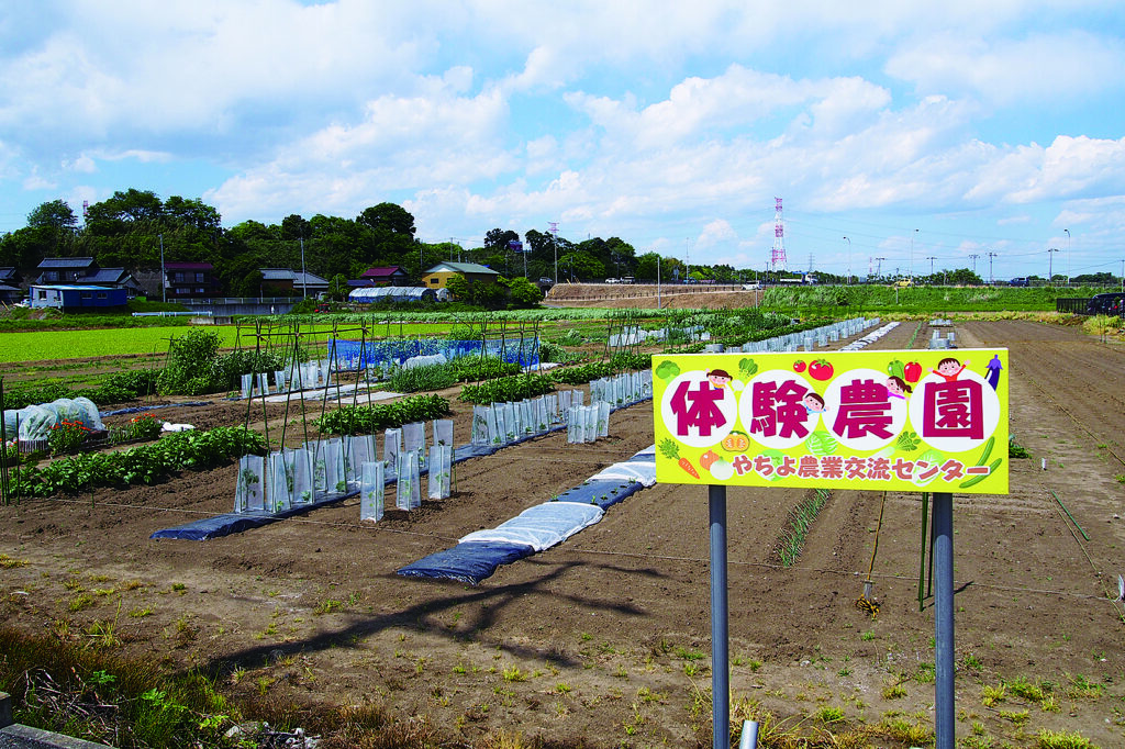 １年間、区画借りする体験農園。