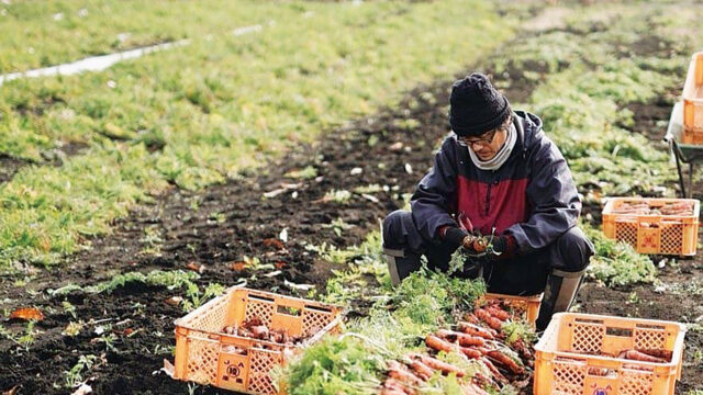 人参を収穫する生産者