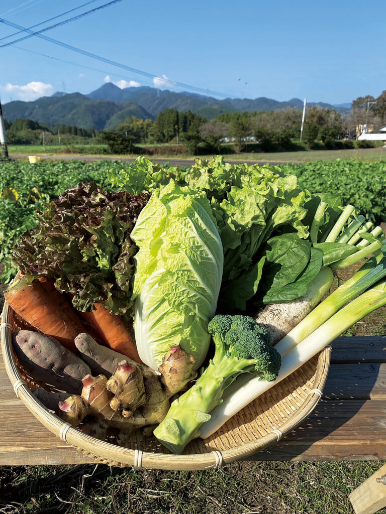 野菜セット